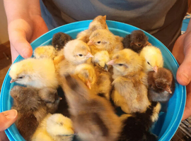 Few day old chicks available