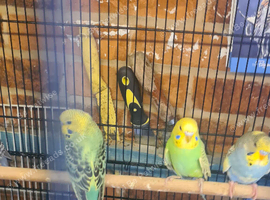 Lovely lot