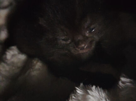 2 week old 3 kittens all boys