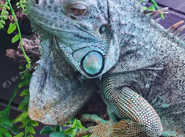 Axanthic Iguana Iguana
