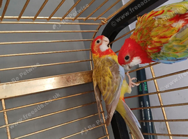 1 pair of rosellas