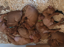 KC Registered Hungarian Vizsla Pups