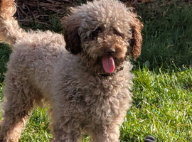 Cockapoo Chocolate  F2 health tested