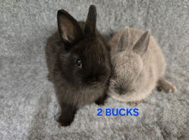 Cute Netherland Dwarf Babies READY NOW