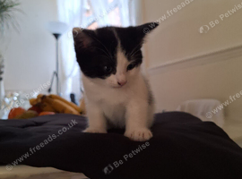 Chubby small playful boy kitten