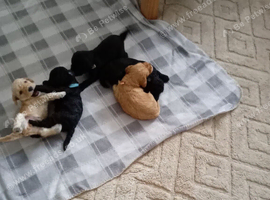 Cockapoo puppies for sale