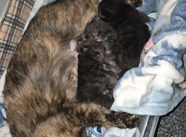 Selling two kittens for &pound;50 each
