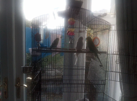 2 budgies