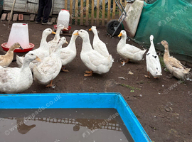 Cherry valley ducks