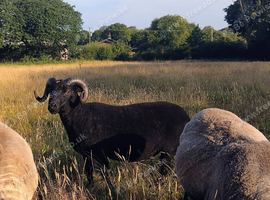 2 Shetland x Balwen rams for sale