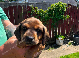 Dachshund puppies
