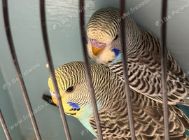 Beautiful colour budgie