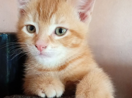 Apricot and cream ticked tabby mum is in pics