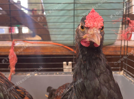 Mixed sex Derbyshire Redcap chickens for sale