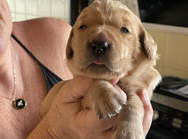 Beautiful Litter of fox red Golden retrievers