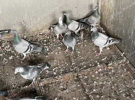 I have 20 Racing pigeon for sale