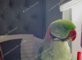 alexandrine