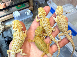 Super Citrus YELLOW US Bloodline