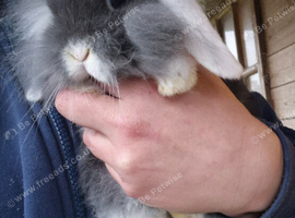 Mini Lion lops 1 boy left 1