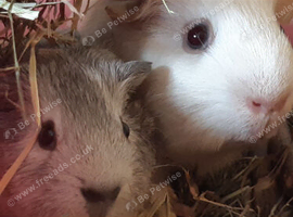 2x female and 2x male Guinea pigs