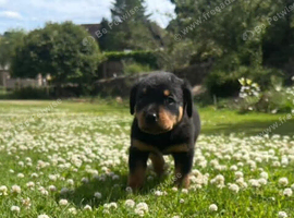 Pure Farm-bred Rottweiler Puppies - AVAILABLE NOW