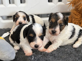 Stunning Health tested f1 jackapoo puppies