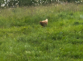 4 chickens and chicken runs.
