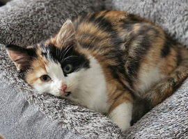 Adorable Fluffy Calico and Ginger Kittens