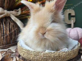 English Angora Babies for Sale