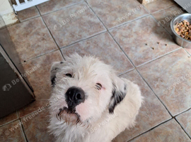 staff x rough haird jack Russell