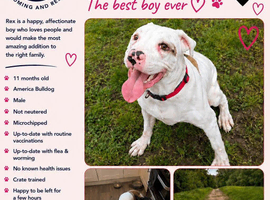 Rex- happy Chappie!