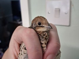 Old Female Chinese Painted Quail