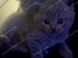 British short hair kittens