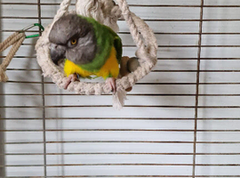 Beautiful Senegal Parrot - Looking for a New Home