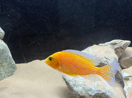 Assorted peacocks/hap for sale