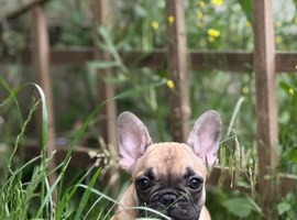 KC French Bulldog Puppies Lilac, Black Tan, Fawn Reduced Price for weekend