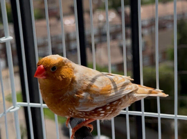 Triple orange zebra finches