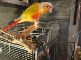 Sun cheek conure