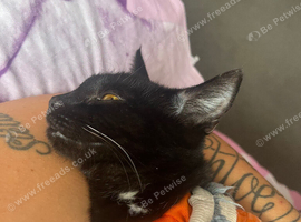 Kitten