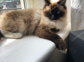 Male ragdoll kitten