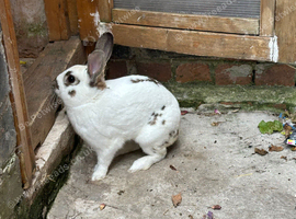 English spot rabbits in Sheffield