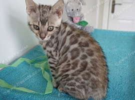 Ready Now Bengal Girl Kitten