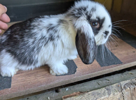 Pure French lop babies