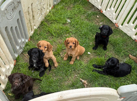 Sprokerpoos in Cornwall