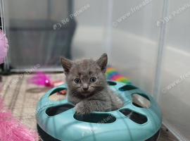 Beautiful kittens
