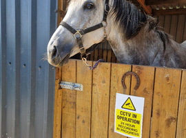 Flea bitten grey TB