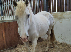 Paso Fino mare or filly