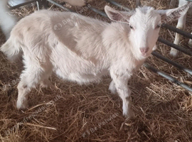Female saanen x golden Guernsey
