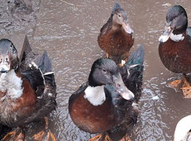 4 muscovy cross ducks free.