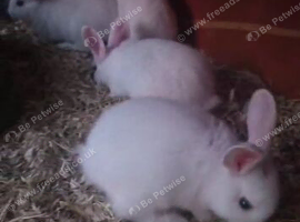 4 Baby bunnys